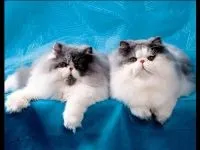 Персидська кішка покупка кошеня фото, скільки коштує ціна перського кошеня в якому віці
