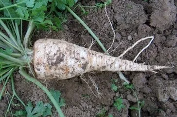 Петрушка коренева посадка і догляд за культурою (догляд) Петрушка коренева посадка і догляд за культурою