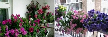 Петунії на балкон догляд, як виростити, фото, сорти, ампельна, які посадити, садити квіти, коли (виростити) Петунії на балкон догляд, як виростити, фото, сорти, ампельна, які посадити, садити квіти, коли