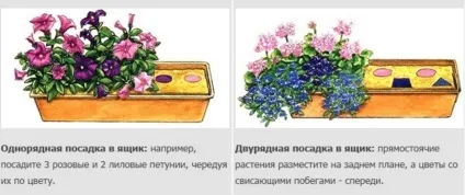 Петунії на балконі фото, оформлення та догляд за квітами