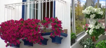 Петунії на балкон догляд, як виростити, фото, сорти, ампельна, які посадити, садити квіти, коли (догляд) Петунії на балкон догляд, як виростити, фото, сорти, ампельна, які посадити, садити квіти, коли
