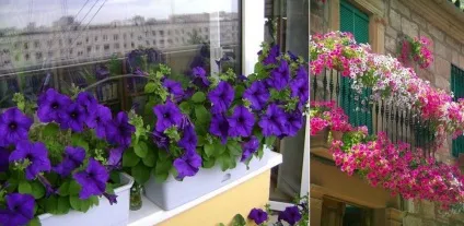 Петунії на балкон догляд, як виростити, фото, сорти, ампельна, які посадити, садити квіти, коли (виростити) Петунії на балкон догляд, як виростити, фото, сорти, ампельна, які посадити, садити квіти, коли