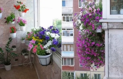 Петунії на балкон догляд, як виростити, фото, сорти, ампельна, які посадити, садити квіти, коли (балкон) Петунії на балкон догляд, як виростити, фото, сорти, ампельна, які посадити, садити квіти, коли