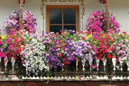 Петунії на балконі фото, оформлення та догляд за квітами