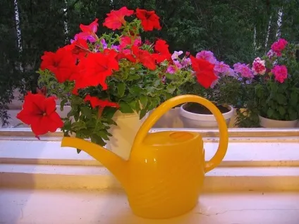 Петунії на балкон догляд, як виростити, фото, сорти, ампельна, які посадити, садити квіти, коли (виростити) Петунії на балкон догляд, як виростити, фото, сорти, ампельна, які посадити, садити квіти, коли