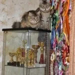Розплідник норвезьких лісових котів - skogkat glamurrru (норвеги) Розплідник норвезьких лісових котів - skogkat glamurrru