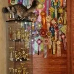 Розплідник норвезьких лісових котів - skogkat glamurrru (wegie) Розплідник норвезьких лісових котів - skogkat glamurrru