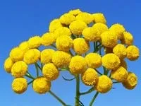 Пижмо, щоб перервати вагітність, пижмо для переривання вагітності (ембріон) Пижмо, щоб перервати вагітність, пижмо для переривання вагітності