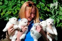 Розплідник японських шпіців і піренейських гірських собак - donik style kennel (розплідник) Розплідник японських шпіців і піренейських гірських собак - donik style kennel