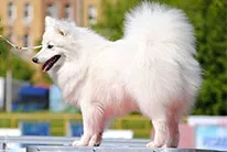 Розплідник японських шпіців і піренейських гірських собак - donik style kennel (японських) Розплідник японських шпіців і піренейських гірських собак - donik style kennel