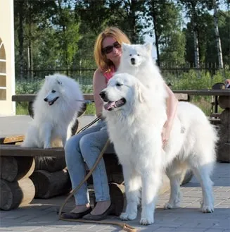 Розплідник японських шпіців і піренейських гірських собак - donik style kennel (собак) Розплідник японських шпіців і піренейських гірських собак - donik style kennel