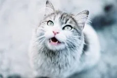Чому можуть без причини нявкати кішки (можуть) Чому можуть без причини нявкати кішки