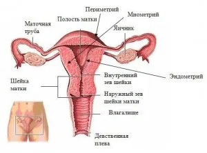 Чому підвищується апетит перед місячними