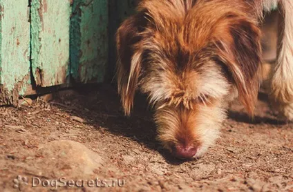 Чому у собаки лущиться шкіра (зміна) Чому у собаки лущиться шкіра