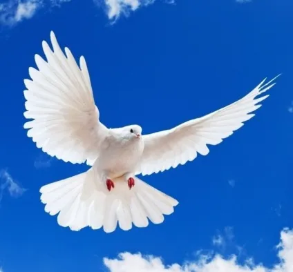 Чому голуб птах світу