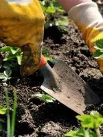 Вирощування чорниці з насіння в домашніх умовах (умовах) Вирощування чорниці з насіння в домашніх умовах