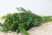 Вирощування кропу у відкритому грунті, відкритому грунті, поради, фото, відео (кропу) Вирощування кропу у відкритому грунті, відкритому грунті, поради, фото, відео