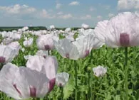 Вирощування опійного маку, застосування в медицині (медицині) Вирощування опійного маку, застосування в медицині