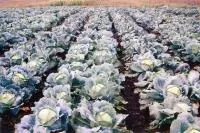 Вирощування овочів у відкритому грунті (відкритому) Вирощування овочів у відкритому грунті