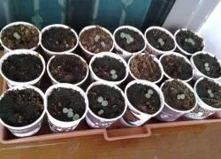 Вирощування чорниці з насіння в домашніх умовах (чорниці) Вирощування чорниці з насіння в домашніх умовах