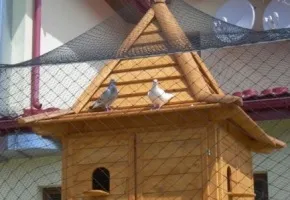Вирощування селери на дачі поради досвідчених городників (селера) Вирощування селери на дачі поради досвідчених городників