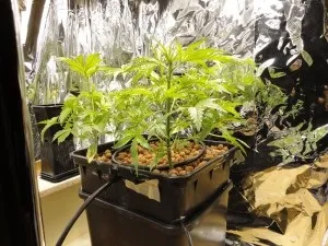Вирощуванні марихуани будинку на гідропонній системі