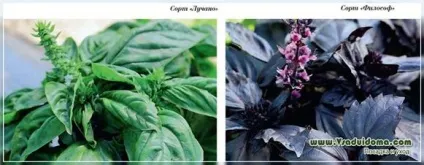 Вирощування базиліка (фото) розсадою і насінням опис агротехніки, сайт про сад, дачі і кімнатних (вирощування) Вирощування базиліка (фото) розсадою і насінням опис агротехніки, сайт про сад, дачі і кімнатних