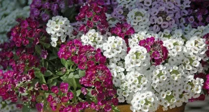 Вирощування алиссума висадка, догляд (вирощування) Вирощування алиссума висадка, догляд