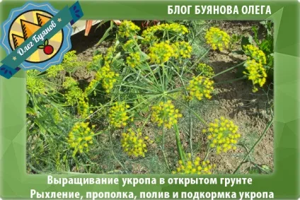 Вирощування кропу у відкритому грунті 1 (вирощування кропу відкритому) Вирощування кропу у відкритому грунті 1