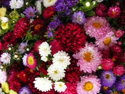 Вирощування айстри з насіння розсада, догляд і посадка (посадка) Вирощування айстри з насіння розсада, догляд і посадка