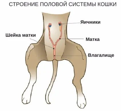 Випадання матки у кішки причини, чому сталося після пологів, як видалити (матки) Випадання матки у кішки причини, чому сталося після пологів, як видалити