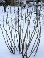підживлення розсади