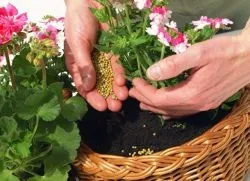 підживлення розсади
