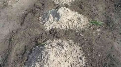 Підготовка теплиці до посадки огірків - як правильно підготувати землю, грядки, насіння до посадки (підготувати) Підготовка теплиці до посадки огірків - як правильно підготувати землю, грядки, насіння до посадки