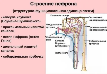 Нирка це якась нирка розташована вище і будова нефрона (важливий фільтраційний орган) Нирка це якась нирка розташована вище і будова нефрона
