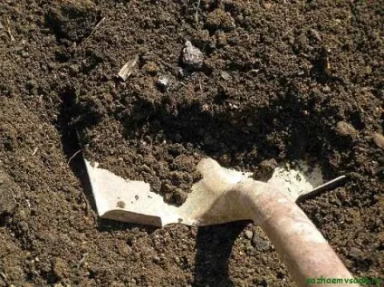 Підготовка теплиці до посадки огірків - як правильно підготувати землю, грядки, насіння до посадки (теплиці) Підготовка теплиці до посадки огірків - як правильно підготувати землю, грядки, насіння до посадки