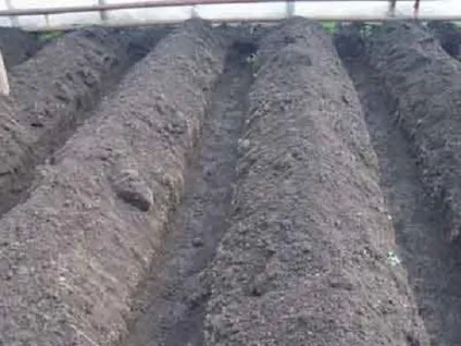 Підготовка теплиці до посадки огірків - як правильно підготувати землю, грядки, насіння до посадки (як правильно підготувати землю) Підготовка теплиці до посадки огірків - як правильно підготувати землю, грядки, насіння до посадки