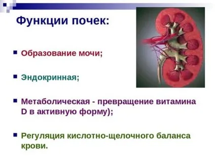 Нирка це якась нирка розташована вище і будова нефрона (розташована) Нирка це якась нирка розташована вище і будова нефрона