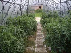 Підв'язка помідор в теплиці способи, як зробити (способи) Підв'язка помідор в теплиці способи, як зробити