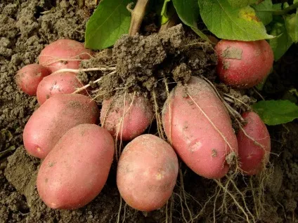 Корисні властивості картоплі, хімічний склад, харчова цінність, особливості використання, шкода (картоплі) Корисні властивості картоплі, хімічний склад, харчова цінність, особливості використання, шкода