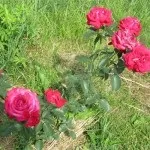 Посадка троянди для відмінного цвітіння