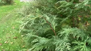 Посібник для садівника як виглядає кипарисовик, посадка і догляд, шкідники та хвороби (садівника) Посібник для садівника як виглядає кипарисовик, посадка і догляд, шкідники та хвороби