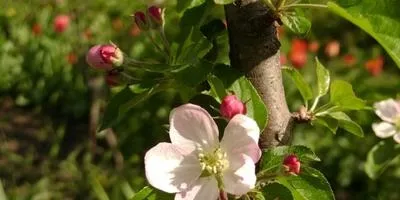 Посадки в вересні - що посадити в городі (днів після посадки) Посадки в вересні - що посадити в городі