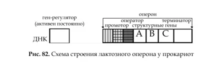 Поняття про молекулярні (генних) хворобах людини (людини) Поняття про молекулярні (генних) хворобах людини