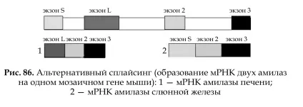 Поняття про молекулярні (генних) хворобах людини (молекулярних) Поняття про молекулярні (генних) хворобах людини
