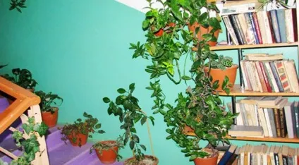Приголомшливо тепла реальна історія про те, як одна людина змінила світ навколо себе, теорія життя