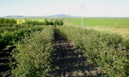 Посадка ірги - вибір саджанця і процес висадки від а до я відео (висадки) Посадка ірги - вибір саджанця і процес висадки від а до я відео