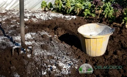 Посадка кукурудзи на дачі з насіння і розсади - особливості процесу
