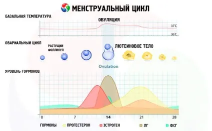 Підвищений апетит перед місячними причини і контроль, компетентно про здоров'я на ilive