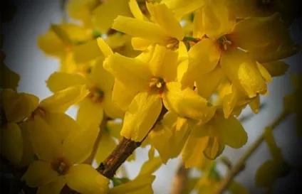 Посадка і догляд за форзиція в Підмосков'ї (посадка) Посадка і догляд за форзиція в Підмосков'ї